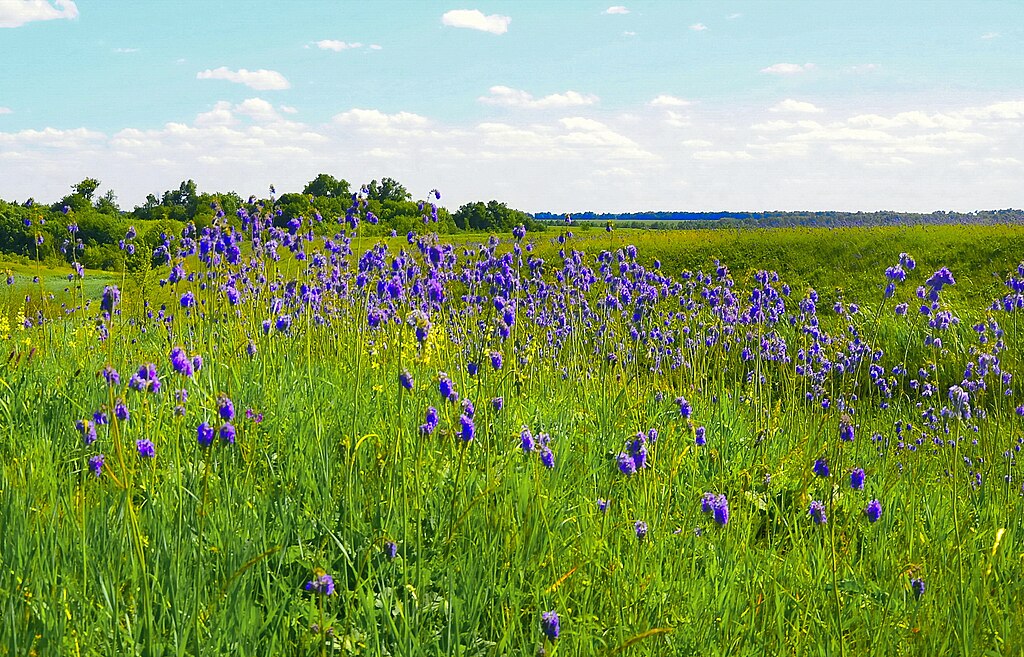 Народные суеверия: 7 трав, которые отогоняют зло и привлекают удачу