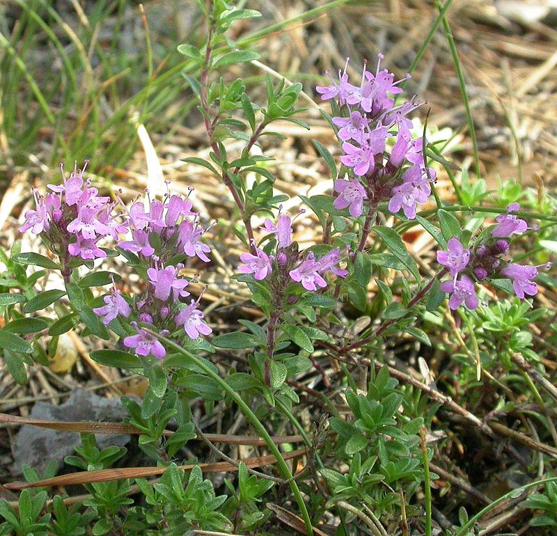 Народные суеверия: 7 трав, которые отогоняют зло и привлекают удачу