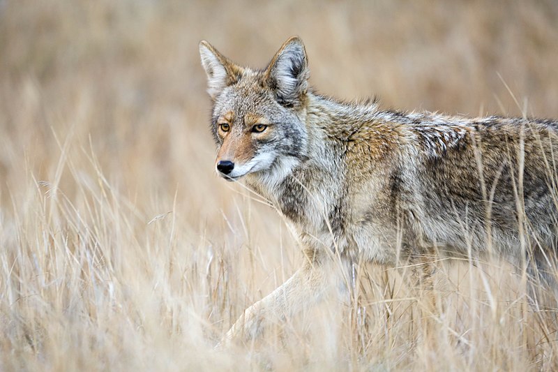 Топ-5 тварин, яких неможливо приручити або одомашнити