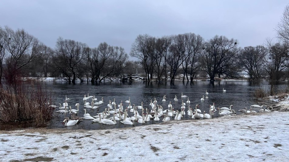 Під Львовом загинуло чотири лебеді: "хліб для них - отрута"