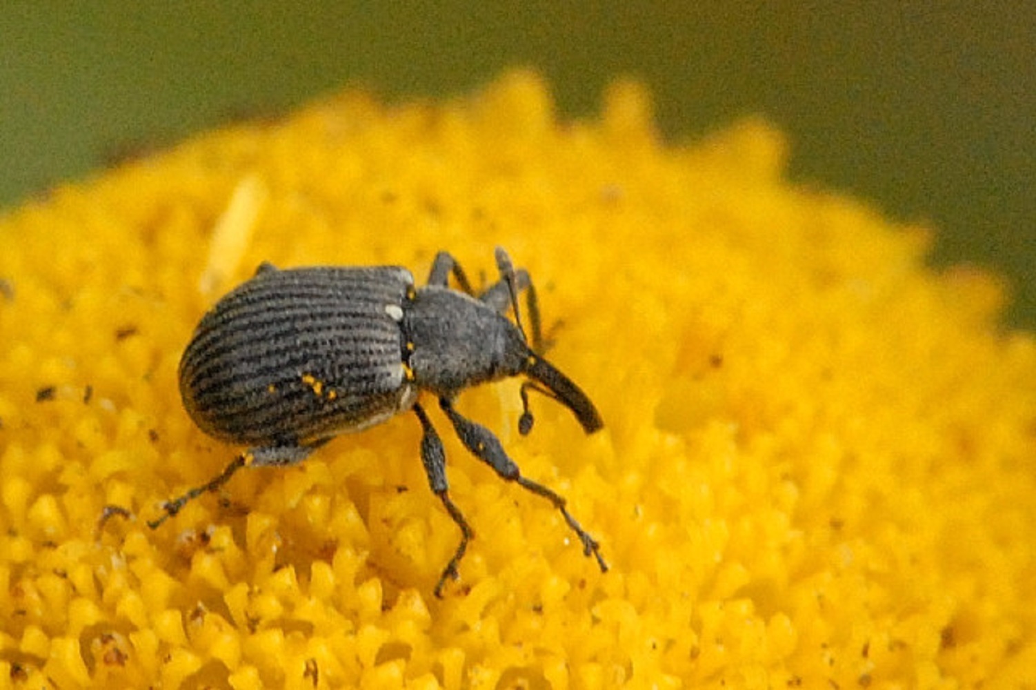 6 рослин, які "притягують" шкідників на ваш город