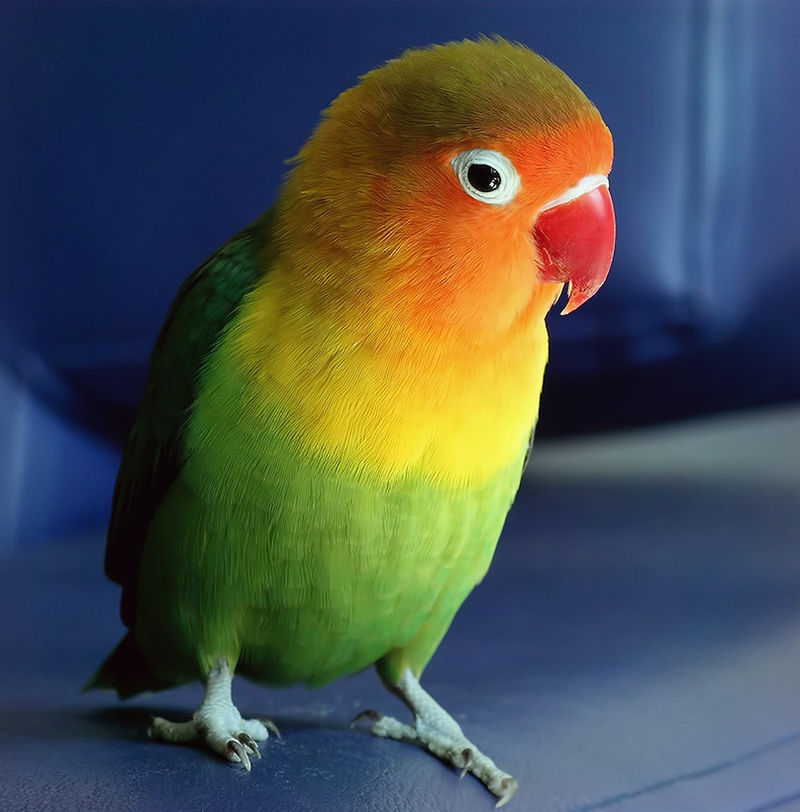 Топ-7 птиц, которые станут вашими лучшими друзьями