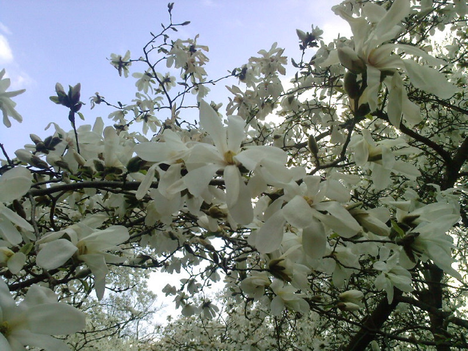 5 декоративних дерев, які прикрасять будь-який двір