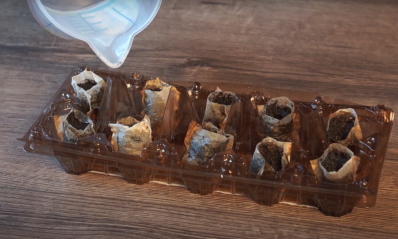 Идеальный метод для экономных и ленивых: как вырастить рассаду в чайных пакетиках