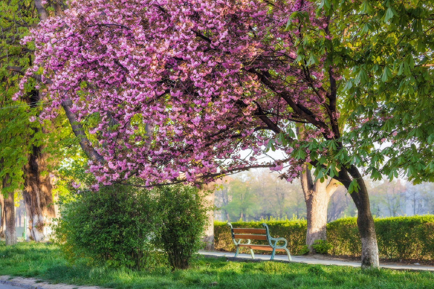 Весна кличе! 5 найкрасивіших місць в Україні, з яких варто почати туристичний сезон