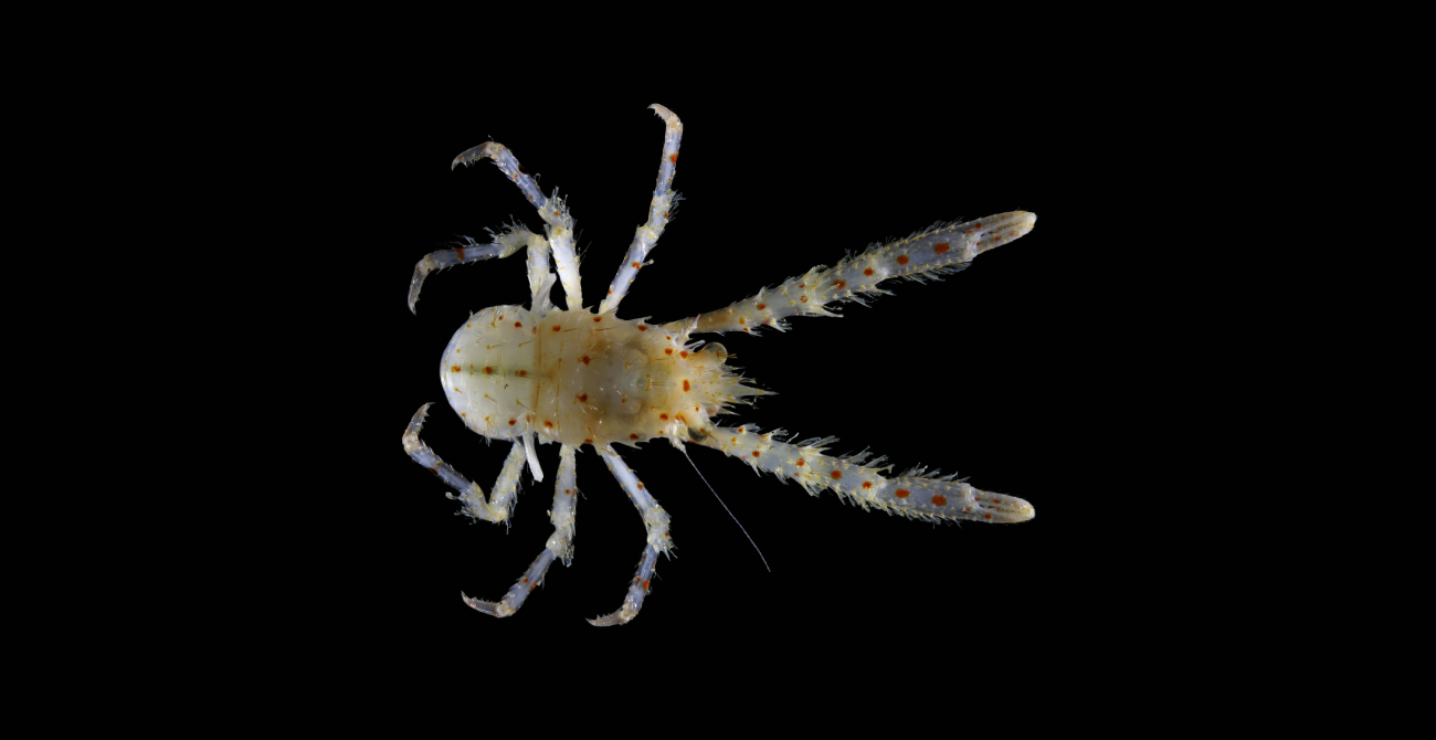 Акула-гітара і ще 865 нових видів тварин виявили вчені у океані (фото)