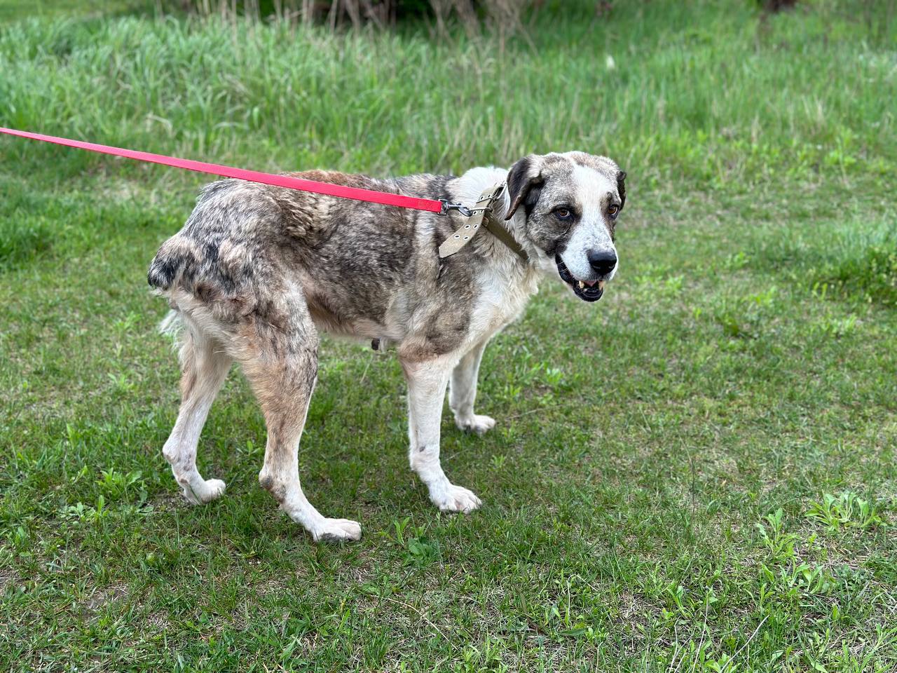 "Хотіли Патрона, а не хворого пса": 4 щемливі історії стражденних собак з притулку в Гостомелі