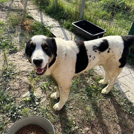 "Хотіли Патрона, а не хворого пса": 4 щемливі історії стражденних собак з притулку в Гостомелі