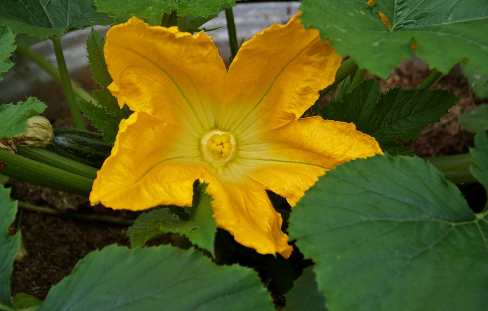 Эти культуры лучше всего сеять в апреле: урожай будет огромным!