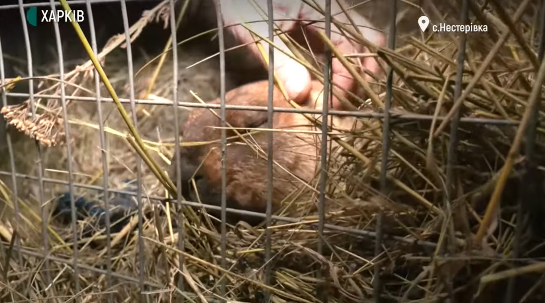 Росіяни взяли в полон бабака-віщуна Тимка