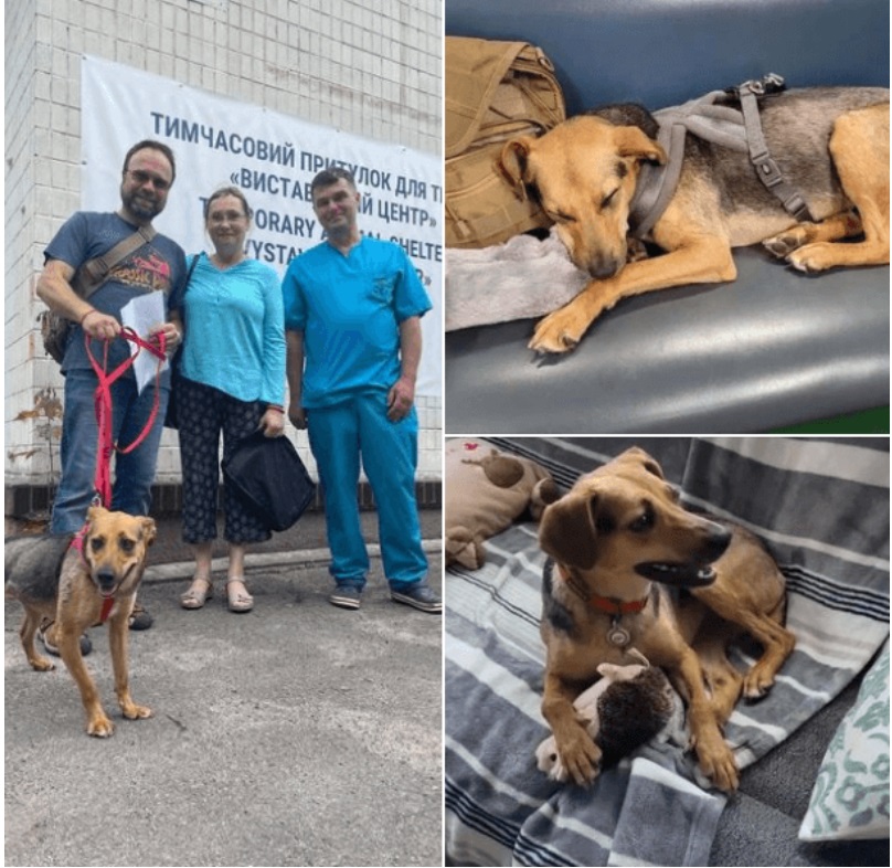 Дождалась! Собака Майя из приюта проехала полмира навстречу к своим новым хозяевам