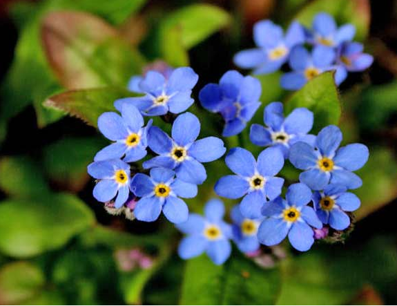 Рожеві - кохання, сині - вірність. Що означають кольори квітів?