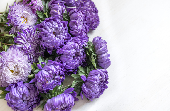 Рожеві - кохання, сині - вірність. Що означають кольори квітів?