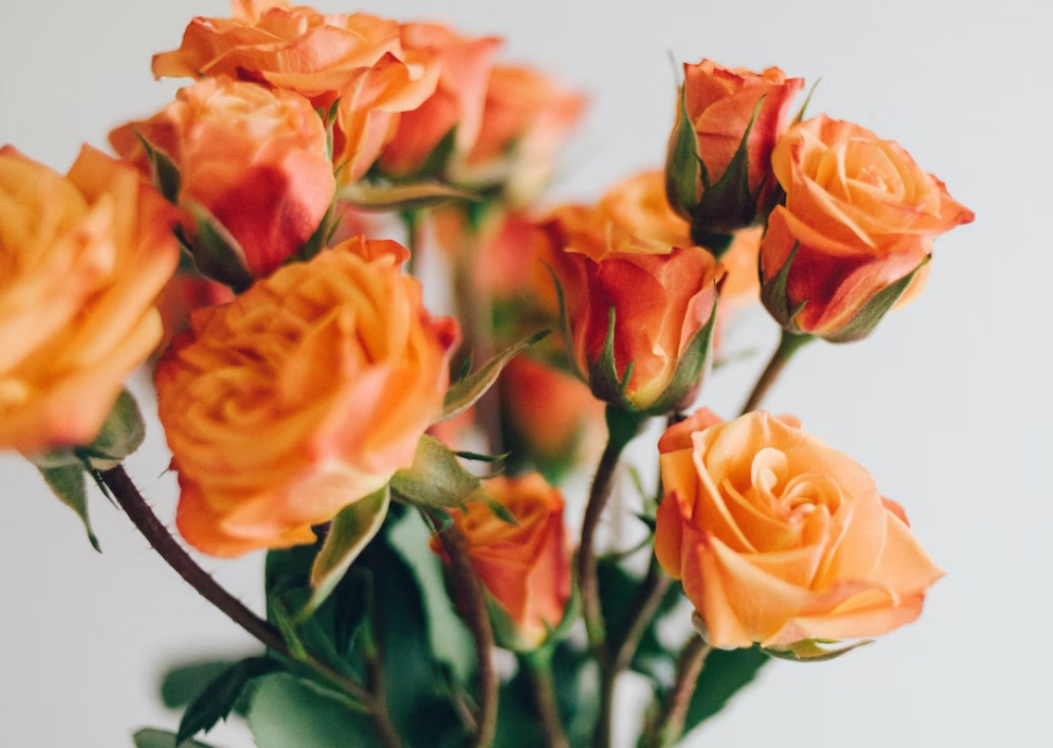 Рожеві - кохання, сині - вірність. Що означають кольори квітів?