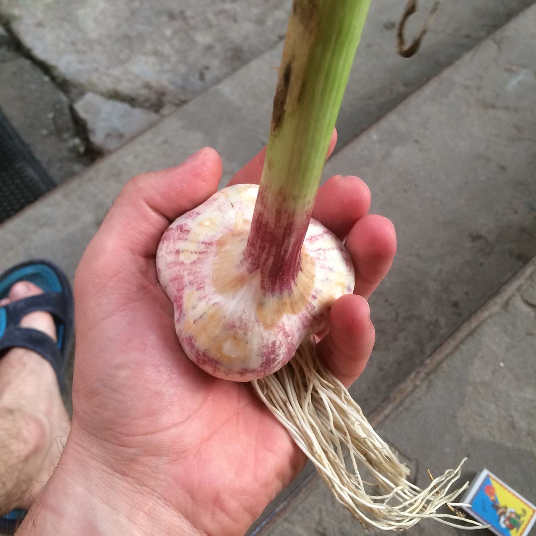 Чеснок озимый: когда сажать, какой сорт самый лучший и секреты большого урожая