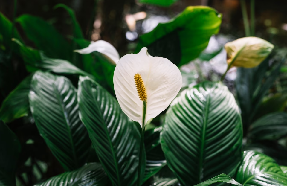 Ці кімнатні рослини можуть стати справжньою отрутою для ваших домашніх улюбленців