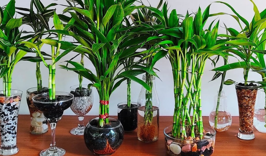 6 невибагливих кімнатних рослин, за якими не потрібно доглядати