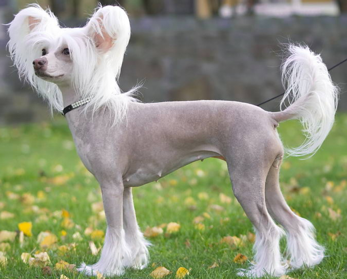 Ці породи собак найкраще підходять для квартири. Їх не треба вигулювати щодня!