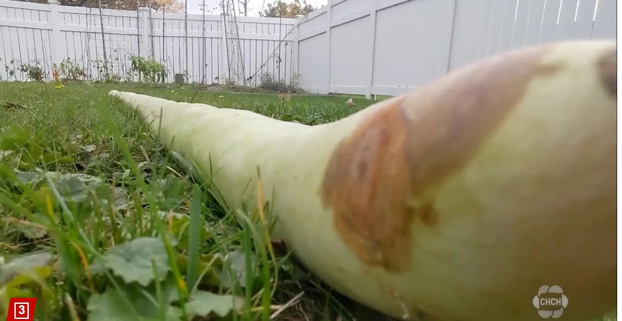 Фермер виростив найдовший кабачок у світі та похвалився врожаєм (фото)