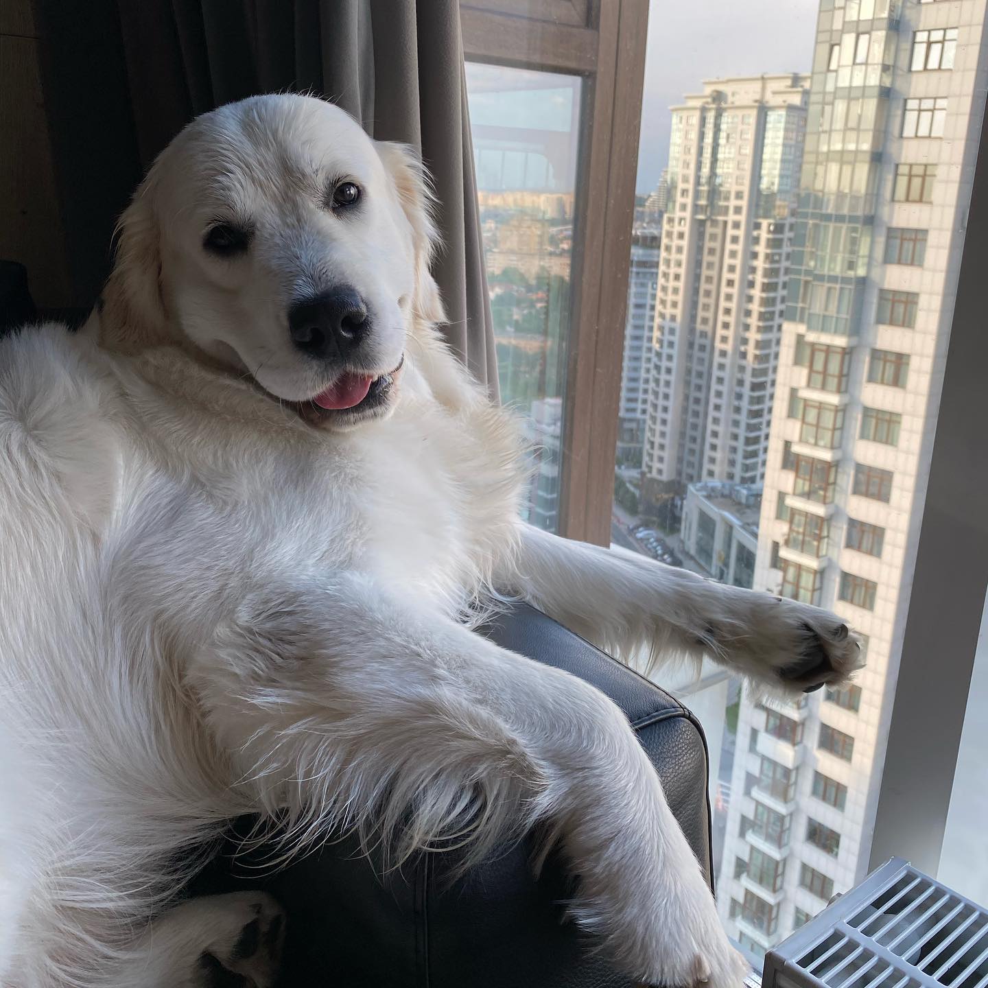 У пса Віктора Циганкова більше підписників, ніж у вас: милі фото Щасливця