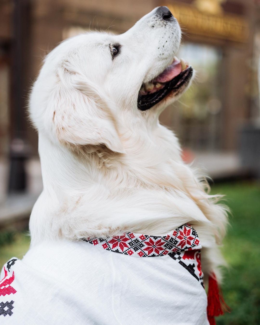 У пса Віктора Циганкова більше підписників, ніж у вас: милі фото Щасливця