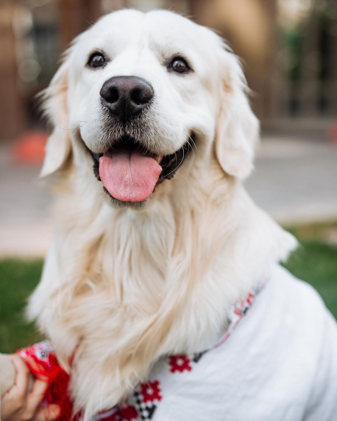 У пса Віктора Циганкова більше підписників, ніж у вас: милі фото Щасливця