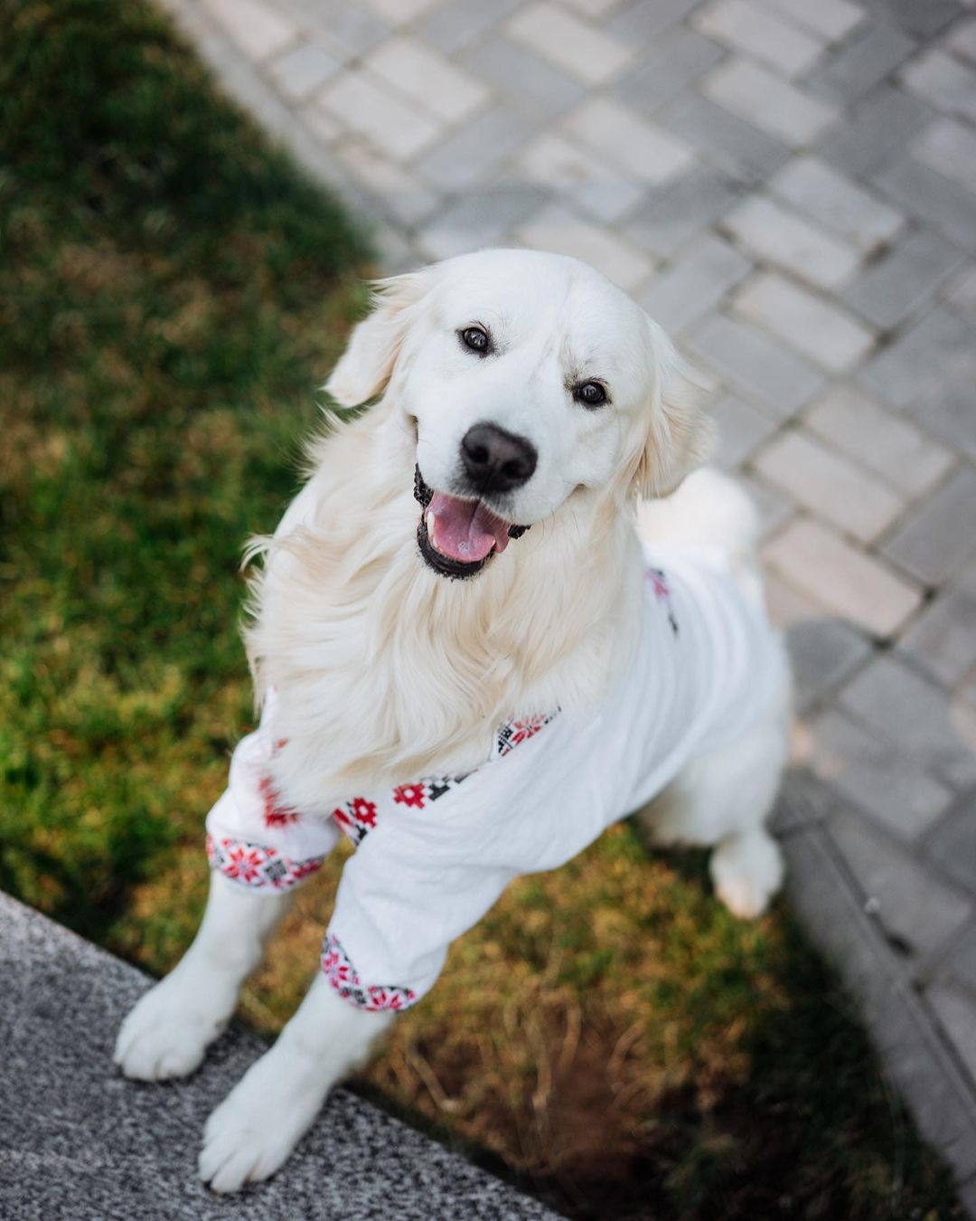 У пса Віктора Циганкова більше підписників, ніж у вас: милі фото Щасливця