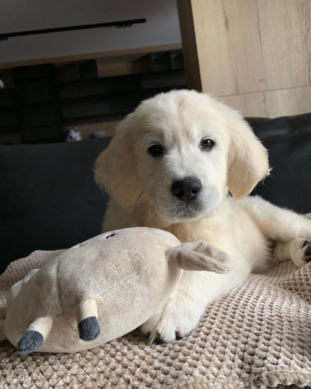 У пса Віктора Циганкова більше підписників, ніж у вас: милі фото Щасливця