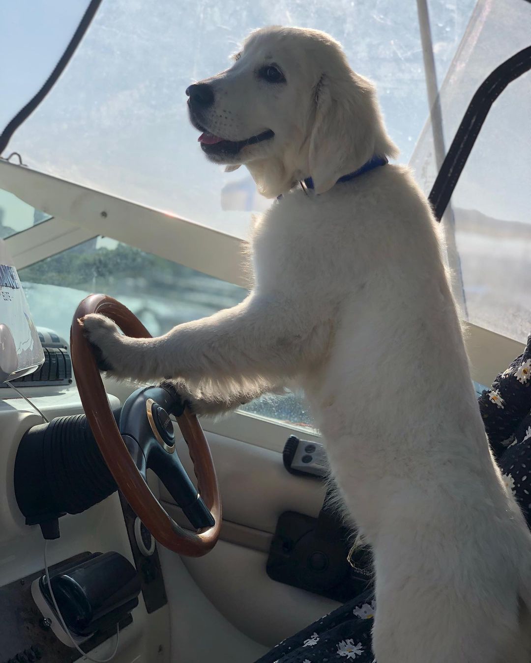 У пса Віктора Циганкова більше підписників, ніж у вас: милі фото Щасливця