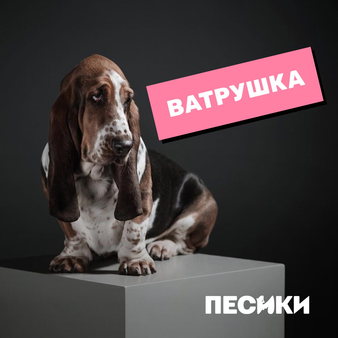 Дебют Лесі Нікітюк і особлива місія. Цікаві факти про фільм "Песики" і коли він вийде