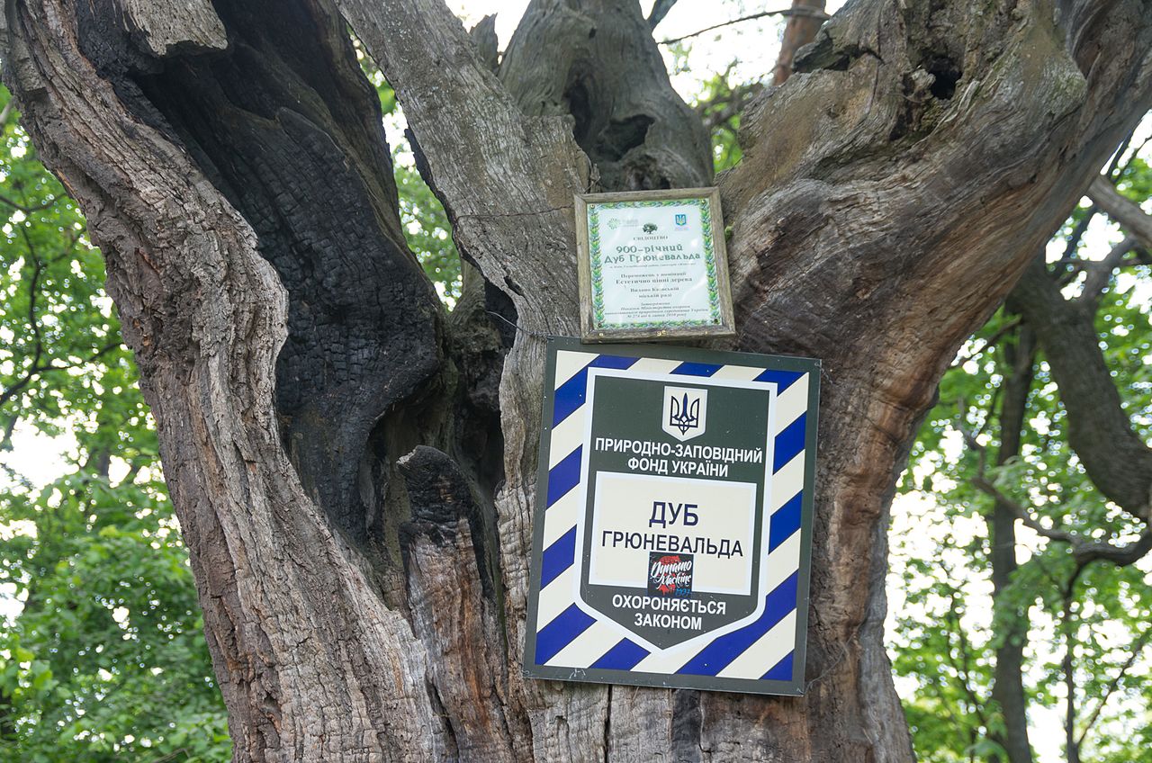 Смотрите, как выглядит знаменитый 900-летний дуб Киева, и где он находится