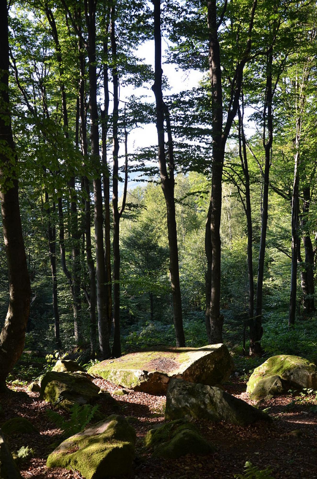 Буковинская Вижница: как посетить множество туристических достопримечательностей в одном месте