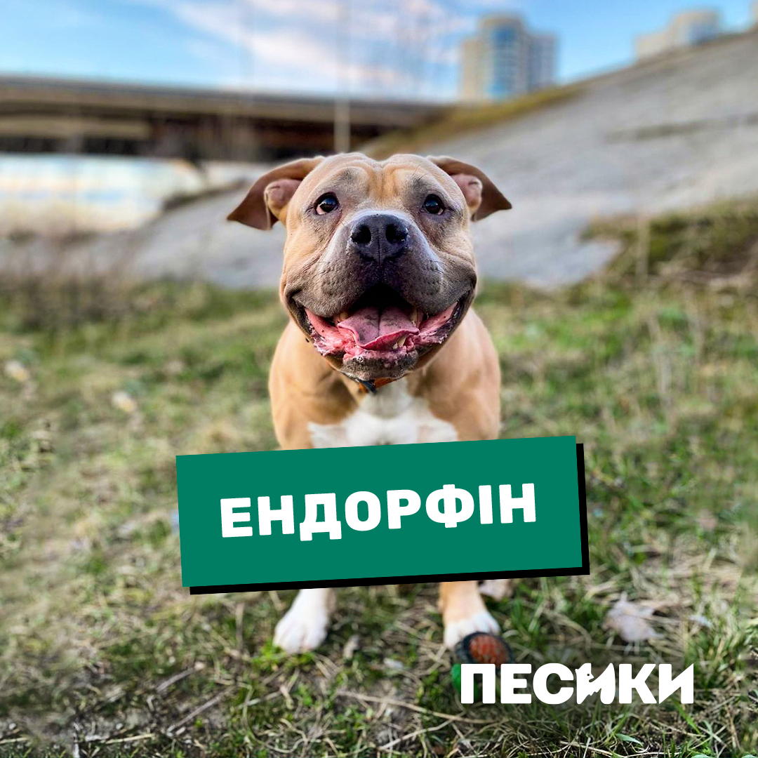 Дебют Лесі Нікітюк і особлива місія. Цікаві факти про фільм "Песики" і коли він вийде