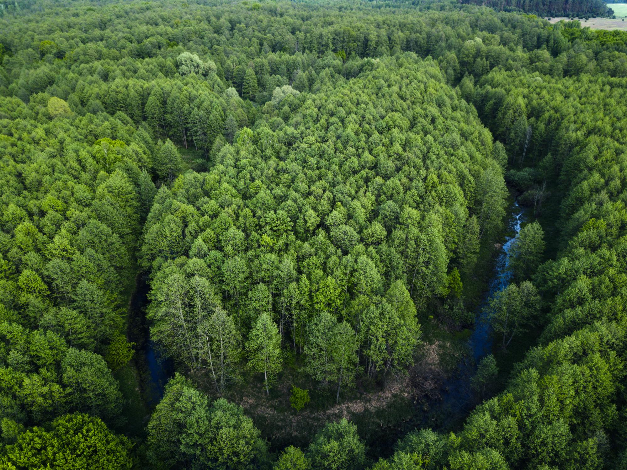 Краса Чернігівщини. У Міжрічинському парку знову проводять екскурсії