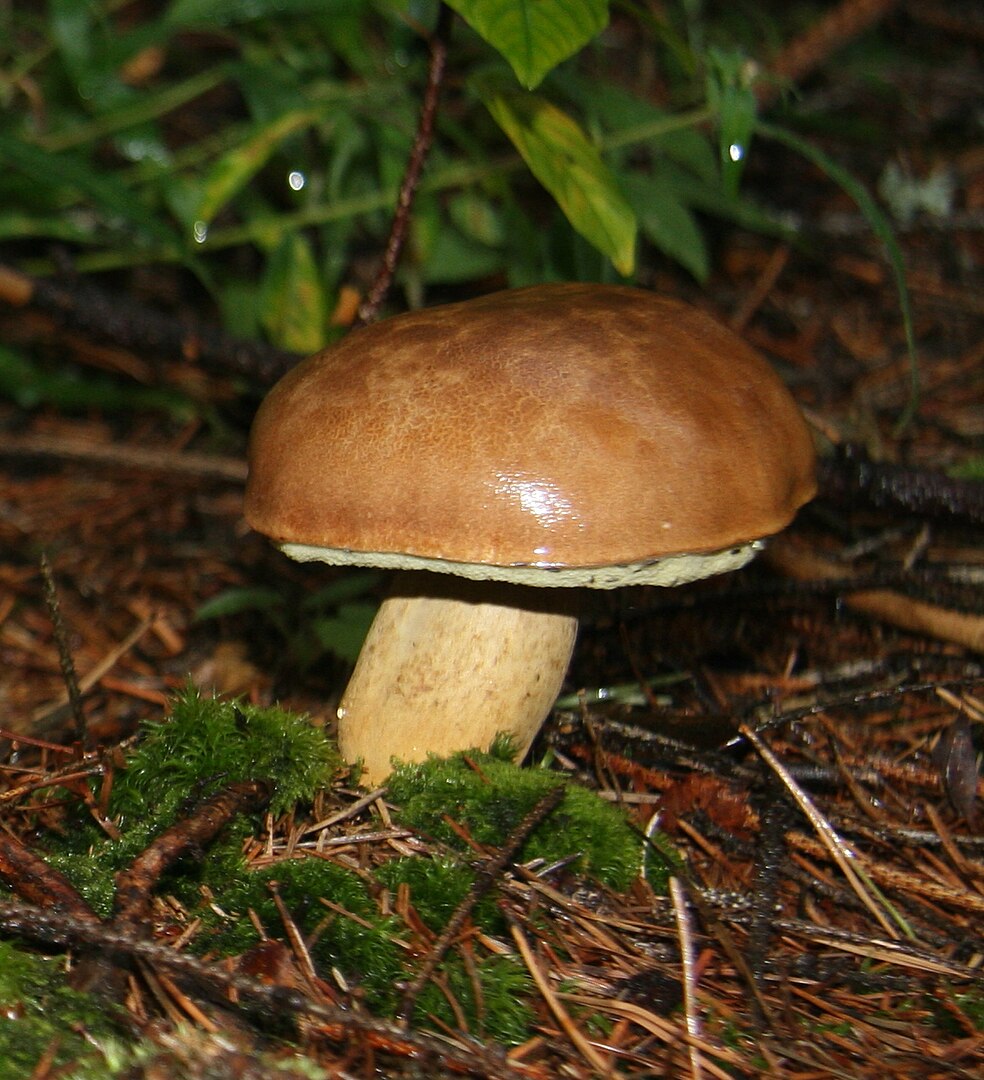 Які гриби збирати в листопаді: секрети досвідчених грибників