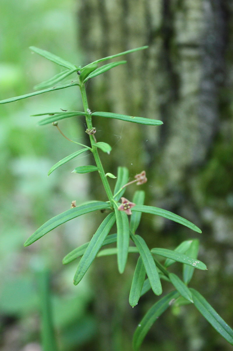 Під Києвом вперше знайшли давню рослину-релікт, якій 1,8 млн років (фото)