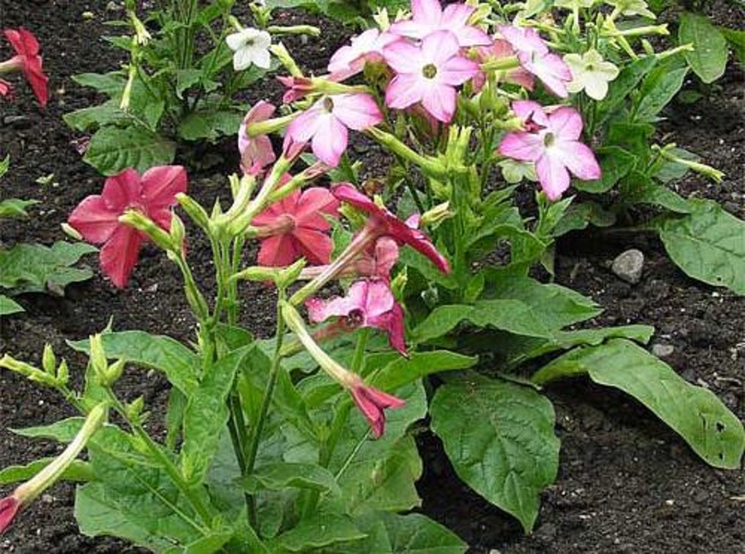 Будуть нагадувати взимку про літо. 6 вуличних квітів, які чудово ростуть у квартирі