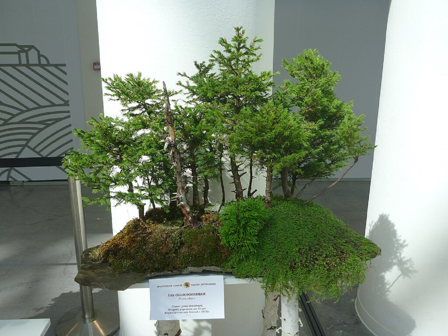 Як легко виростити красивий бонсай вдома