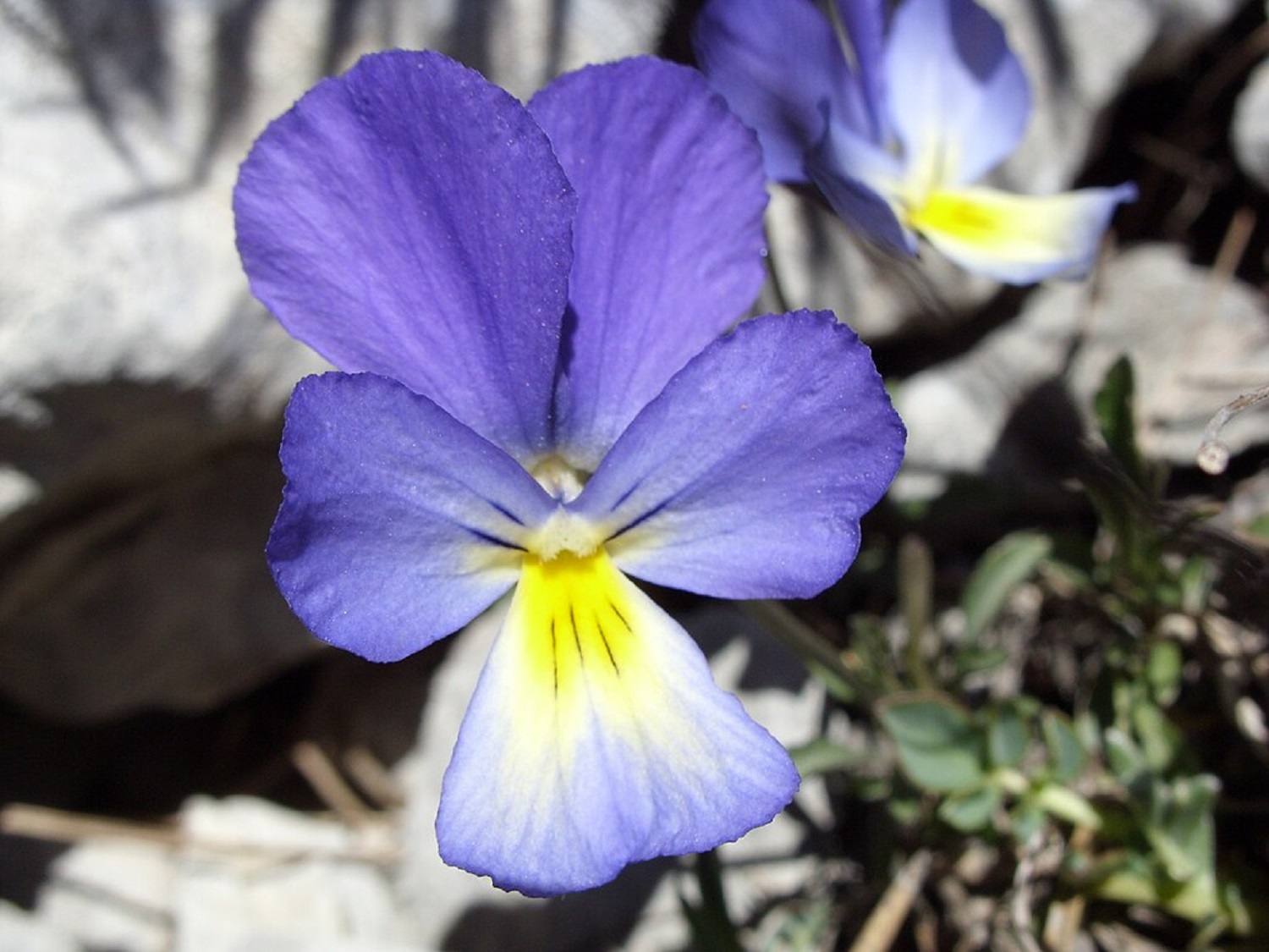 6 красивих квітів, які цвітуть у саду навіть взимку