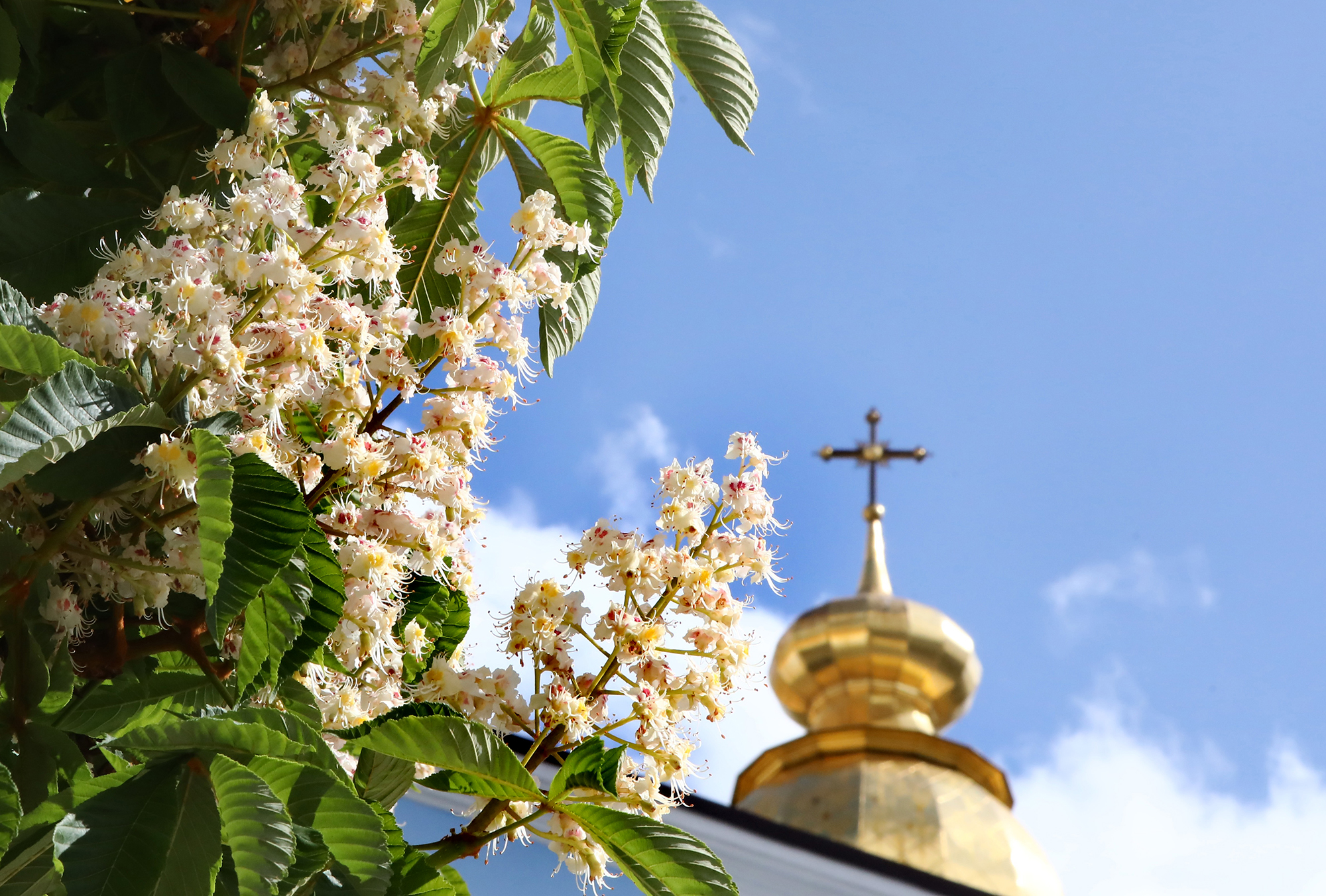 Исчезнут ли каштаны из Киева: что на самом деле происходит с символом города