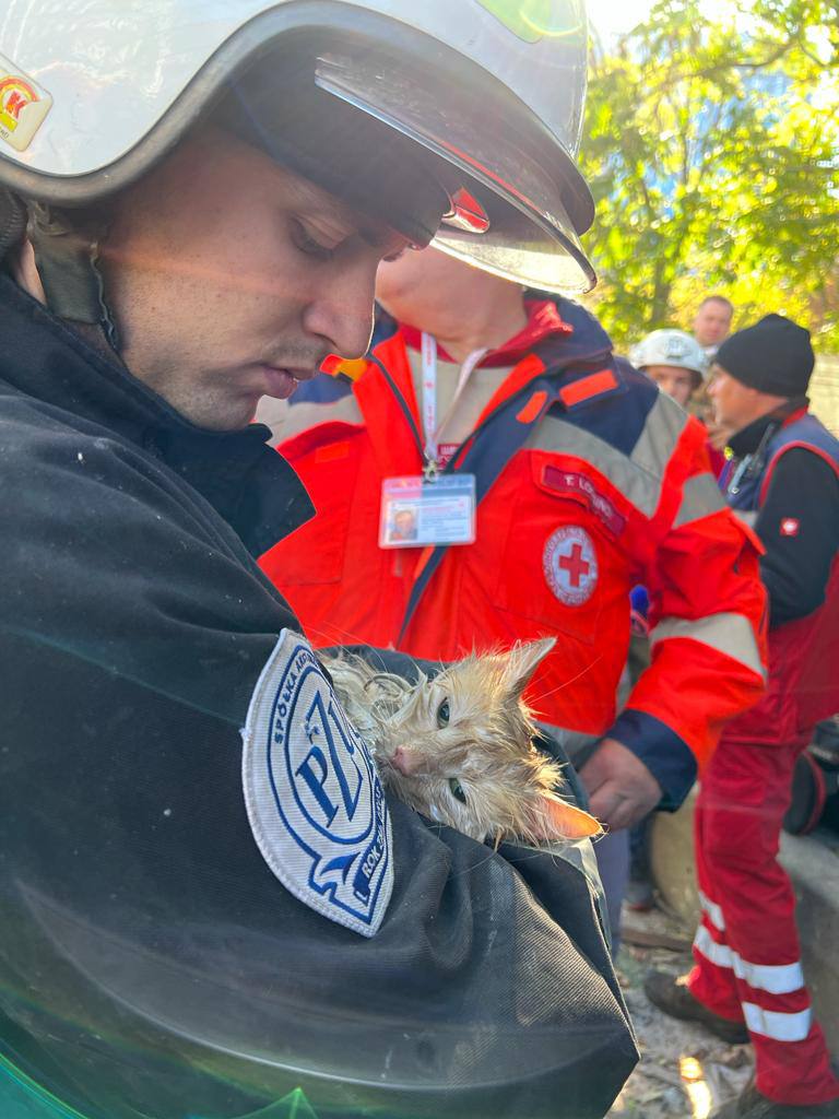 Історія кота Філі, якого врятували з-під завалів у Києві (відео)