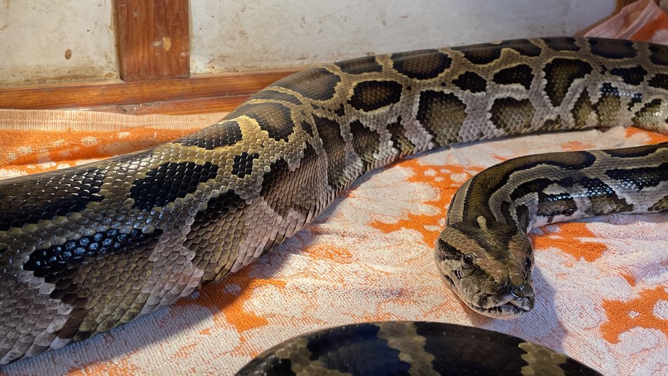 Боєць ЗСУ врятував триметрового пітона з підбитого російського танка (відео і фото)