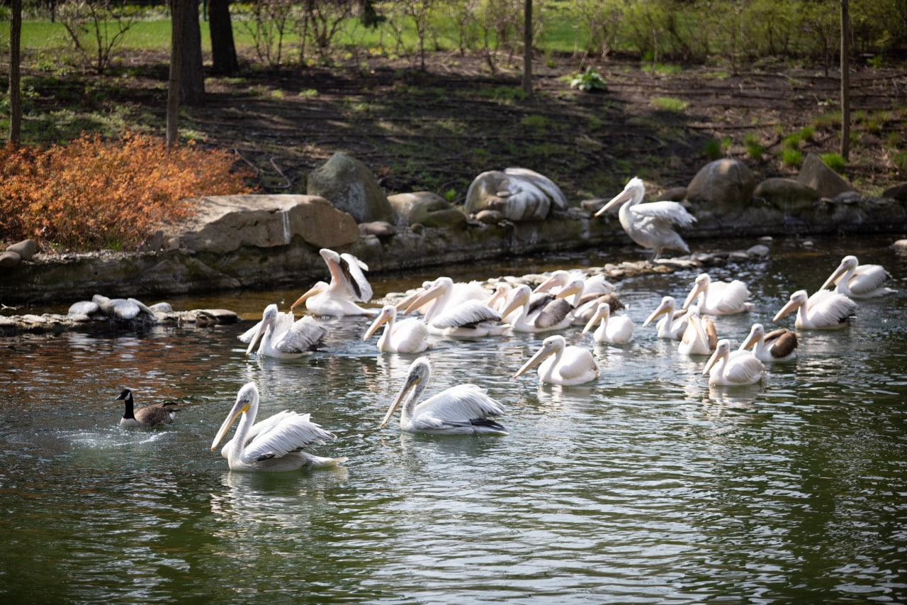 Київський зоопарк прийняв біженців з інших звіринців України: неймовірно милі фото