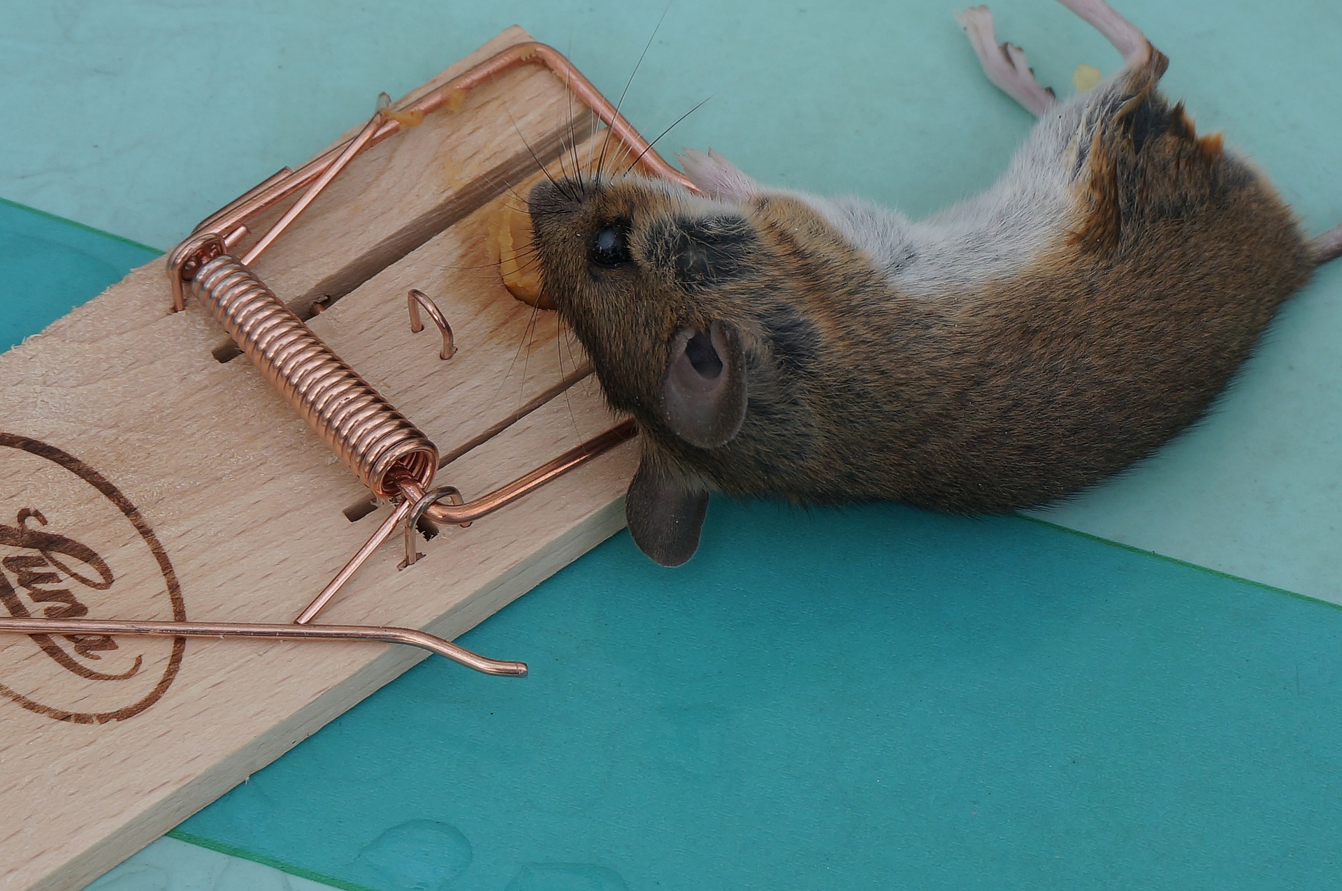 Як позбутися гризунів восени та врятувати зібраний урожай