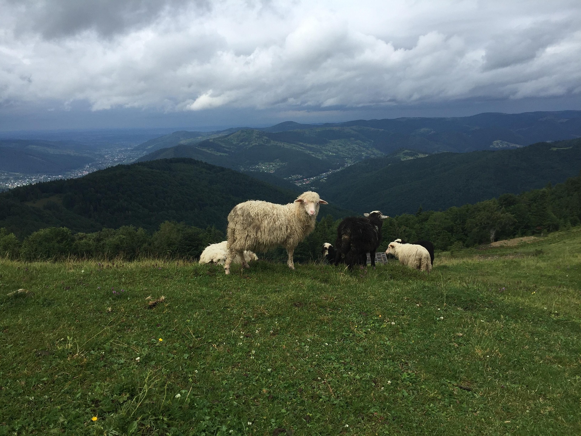 Їдете у Карпати вперше? Ось що обов’язково потрібно знати туристам