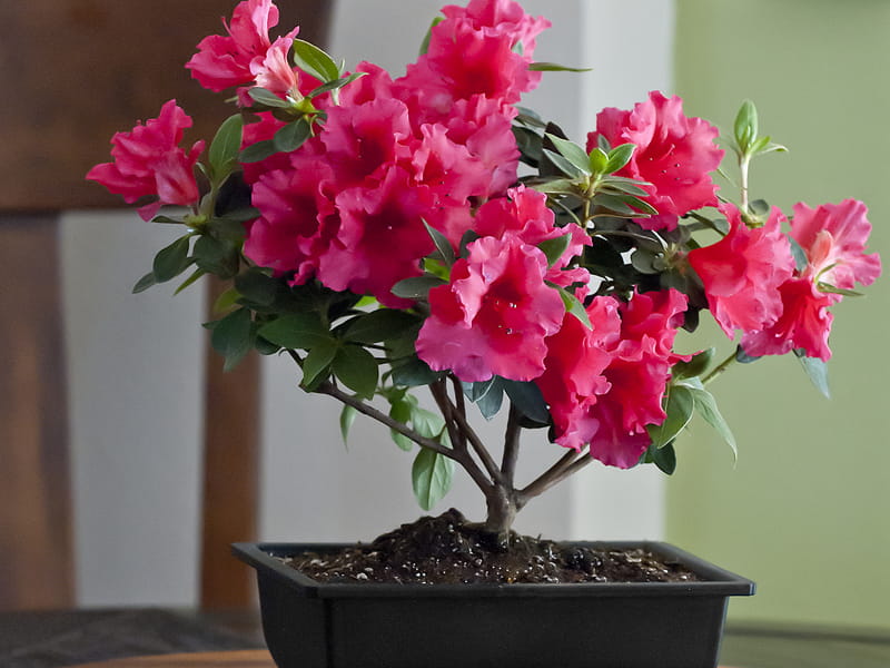 Эти комнатные растения будут цвести круглый год: что можно поставить дома