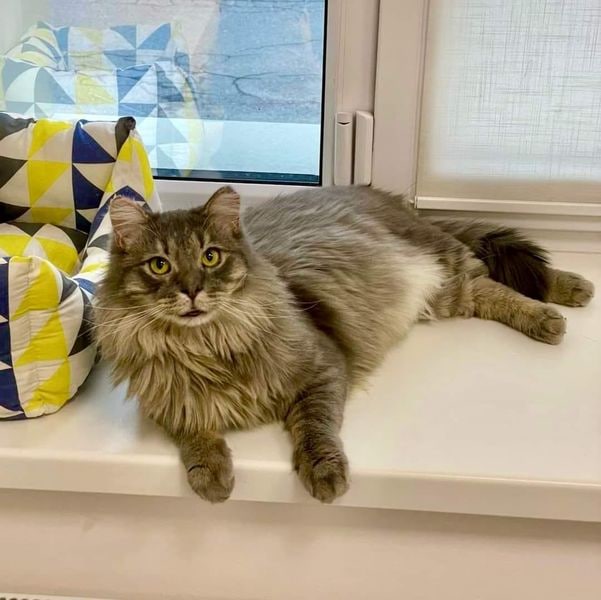 Відродився з попелу: дивіться, як зараз виглядає кіт Фенікс з Бучі