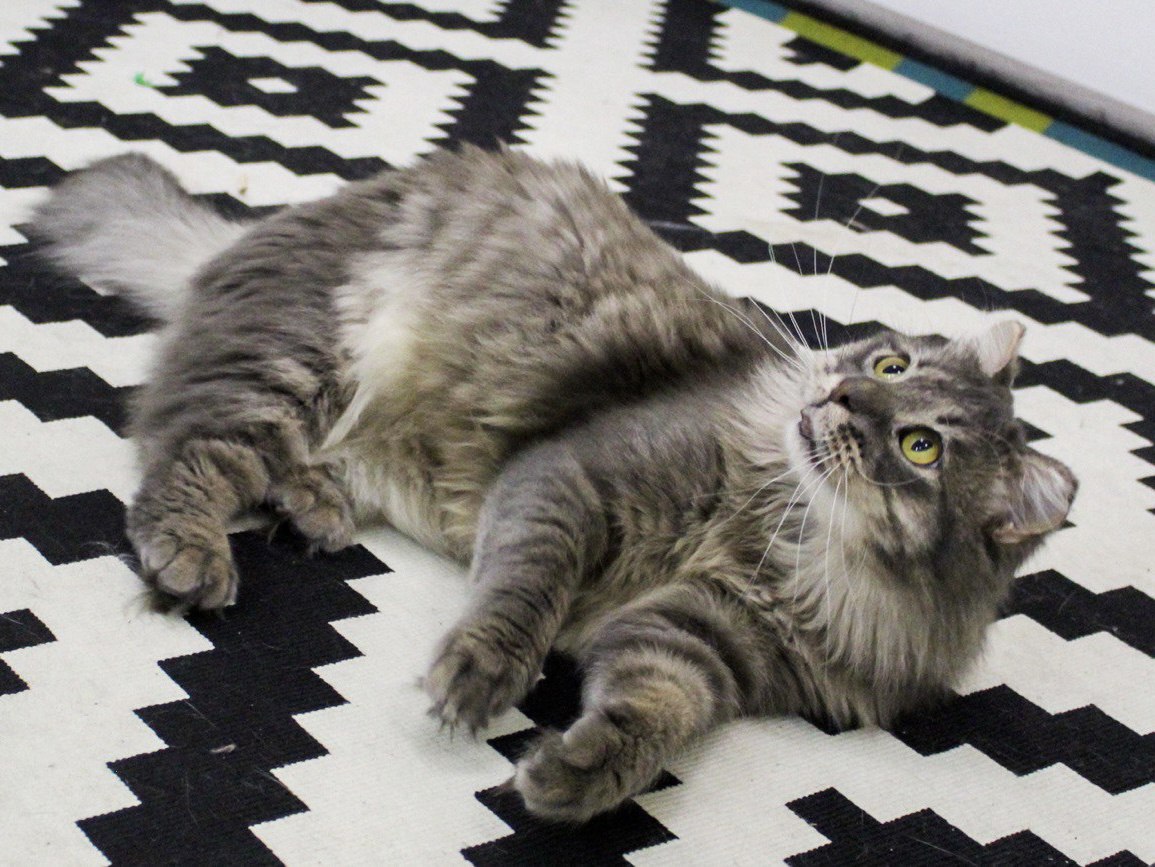 Відродився з попелу: дивіться, як зараз виглядає кіт Фенікс з Бучі