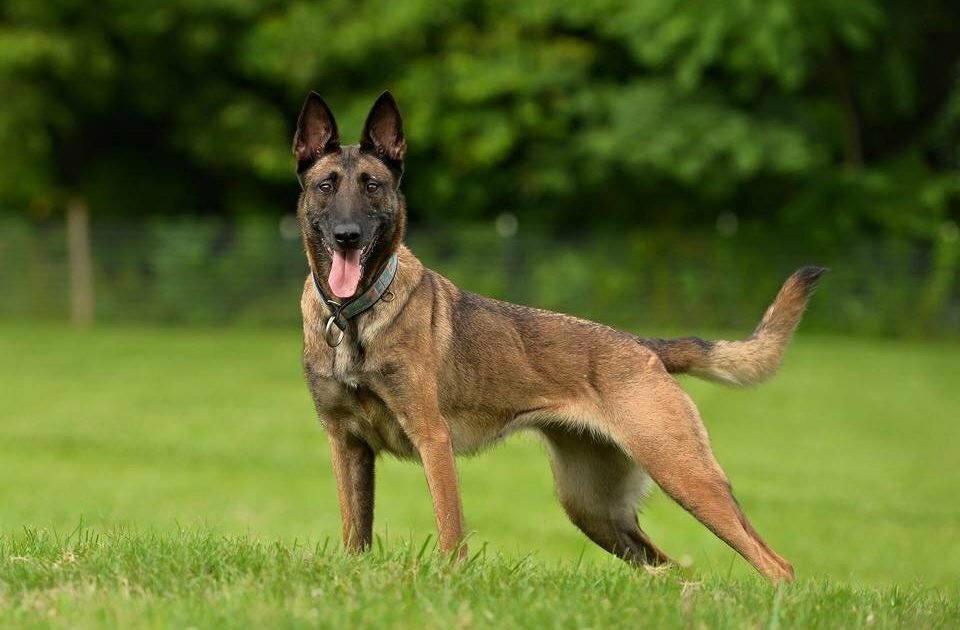 Вчені виявили найрозумнішу породу собак. Може, це ваш улюбленець?