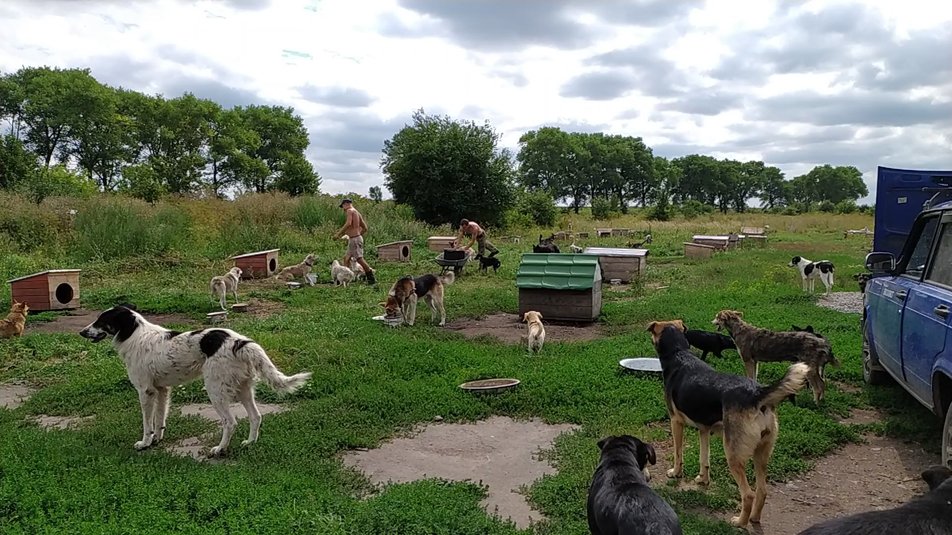 У Хмельницькому на весіллі молодятам подарували гору собачого корму (фото)